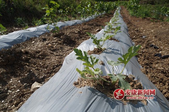 ��һ������L(zh��ng)��(sh��)ϲ�����Y���ֽ�B���@��һ�N�� �����۵ă�(y��u)�|(zh��)����Ʒ�N��Ŀǰ�Ј�(ch��ng)ϡȱ���ۃr(ji��)����(hu��)������ͨƷ�N������.JPG