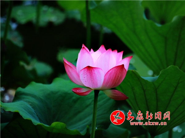 ƽ���������������Íu�Ϻɻ��_