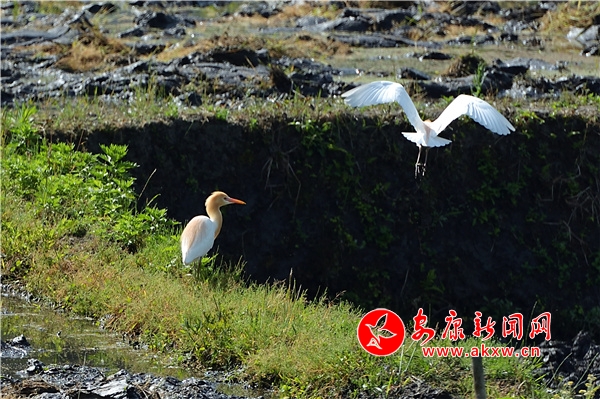 ˮ��ĮĮ �w�B�輯