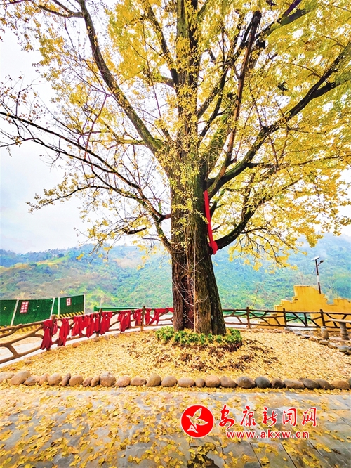 ������ɫ