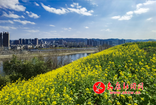 �Ͳ˻���ӳ�{��