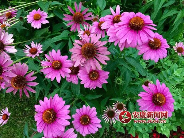 �������_�Ҹ���