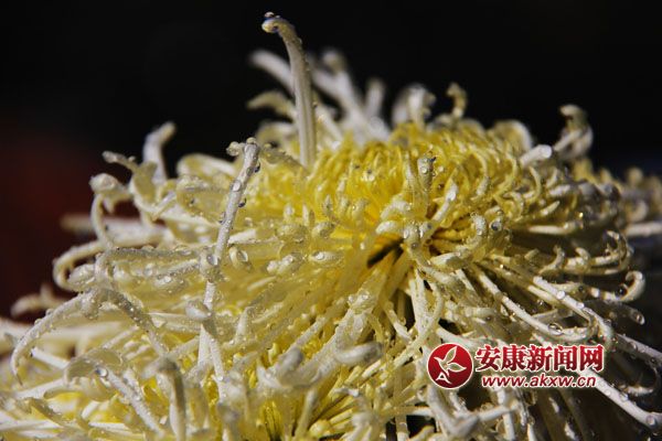 9���ջ���������ʢ�_�����������������Ƣ������ӭ�L(f��ng)ŭ����׿Ȼ���������S�ٻ�ͬ�������c�ٻ����������c�������s�����c�ĺɠ��G