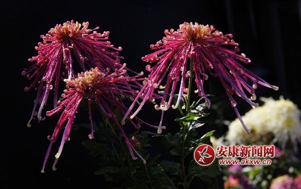 2���ջ���ʒɪ�����L(f��ng)�Џ�����׌���c(di��n)����ļ���(ji��)���ˎ׷������͜�������ɫ�ջ��_(k��i)�û��F(tu��n)�\������(zh��ng)�涷�G��׌���p�Đ�Ŀ���ĕ�������