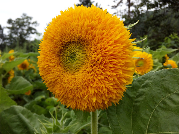 ���(y��ng)��